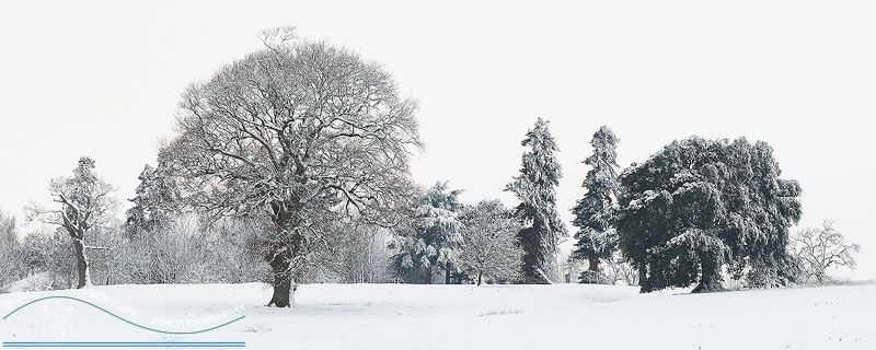 slides/Snow Laden trees.jpg south downs sussex snow winter sky downland national park steyning trees Snow Laden trees
